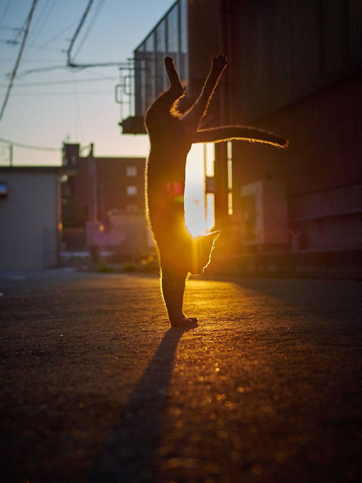 Коти, які танцюють - фото 1