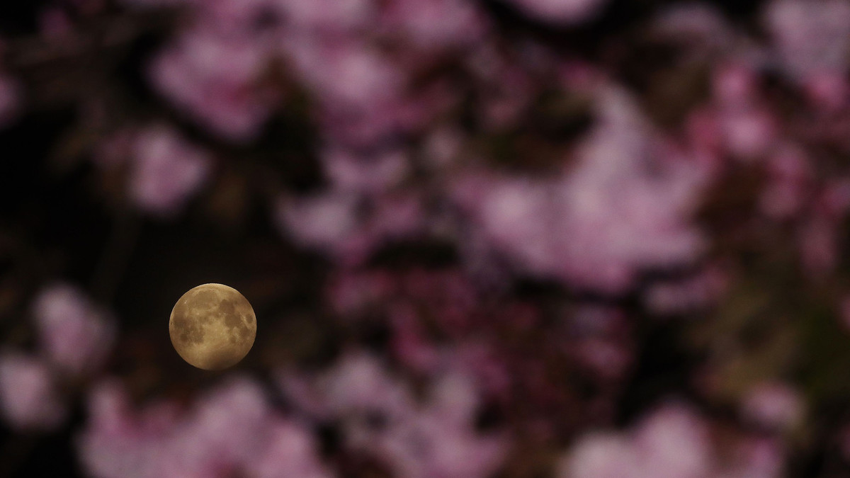 Рожевий місяць можна буде побачити 19 квітня - фото 1
