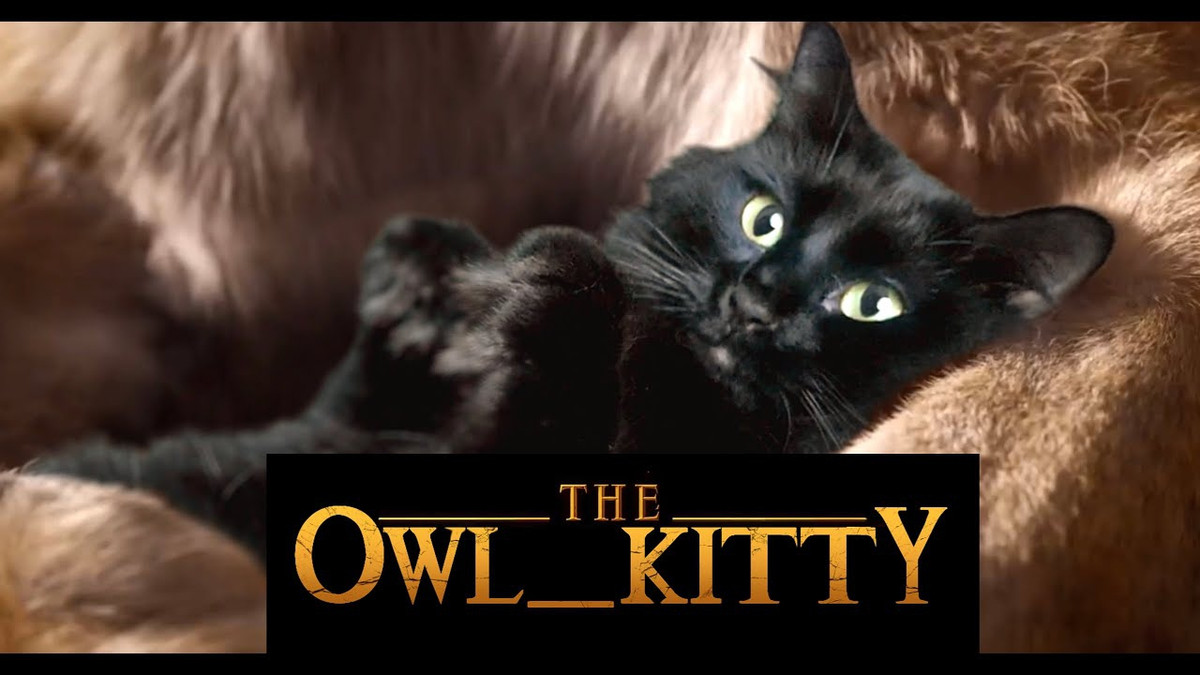 Кішка OwlKitty стала зіркою - фото 1