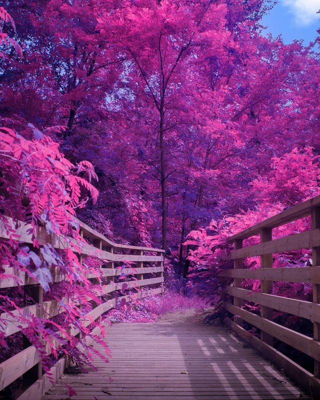 Рожевий сезон: захопливі фото світу у несподіваних кольорах - фото 322142