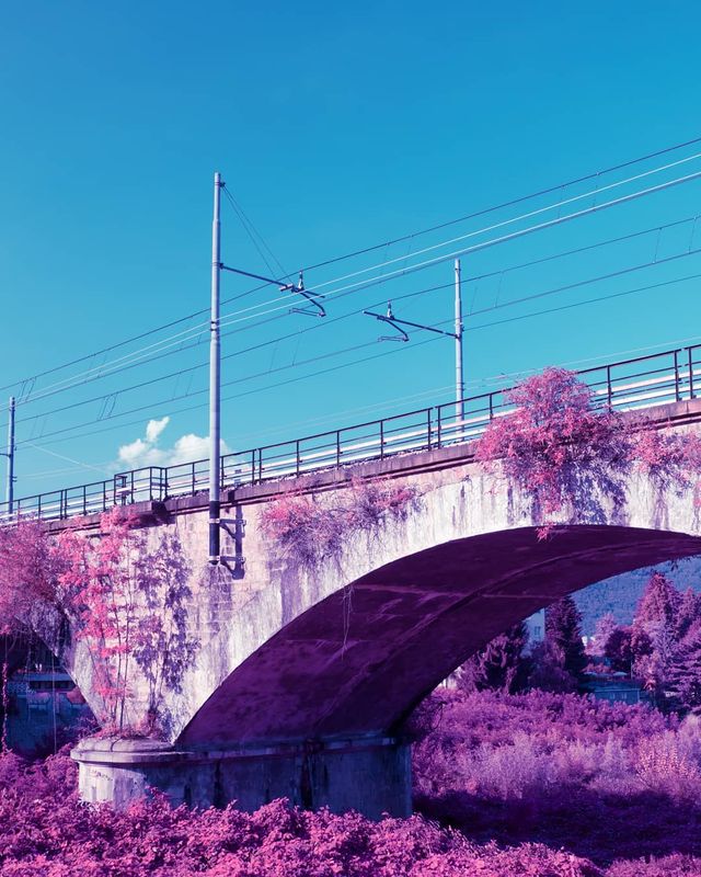 Рожевий сезон: захопливі фото світу у несподіваних кольорах - фото 322144