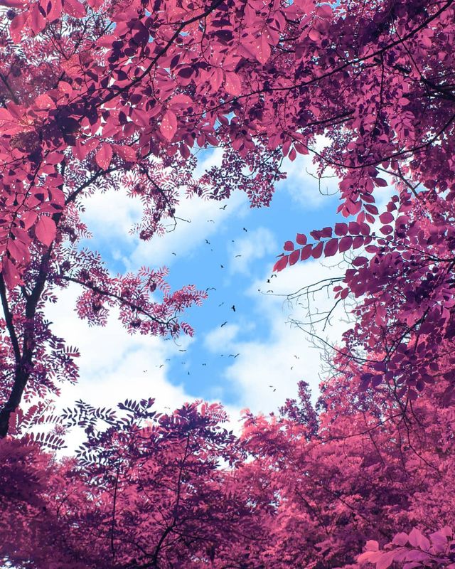 Рожевий сезон: захопливі фото світу у несподіваних кольорах - фото 322149