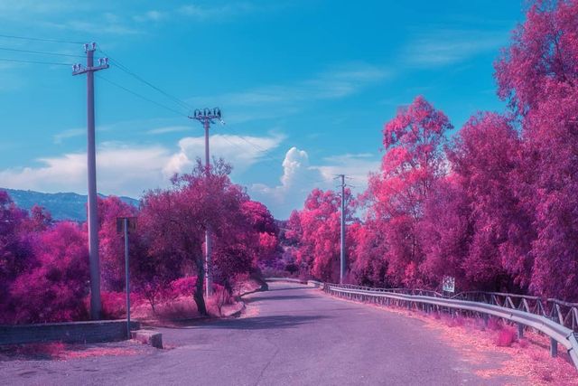 Рожевий сезон: захопливі фото світу у несподіваних кольорах - фото 322151