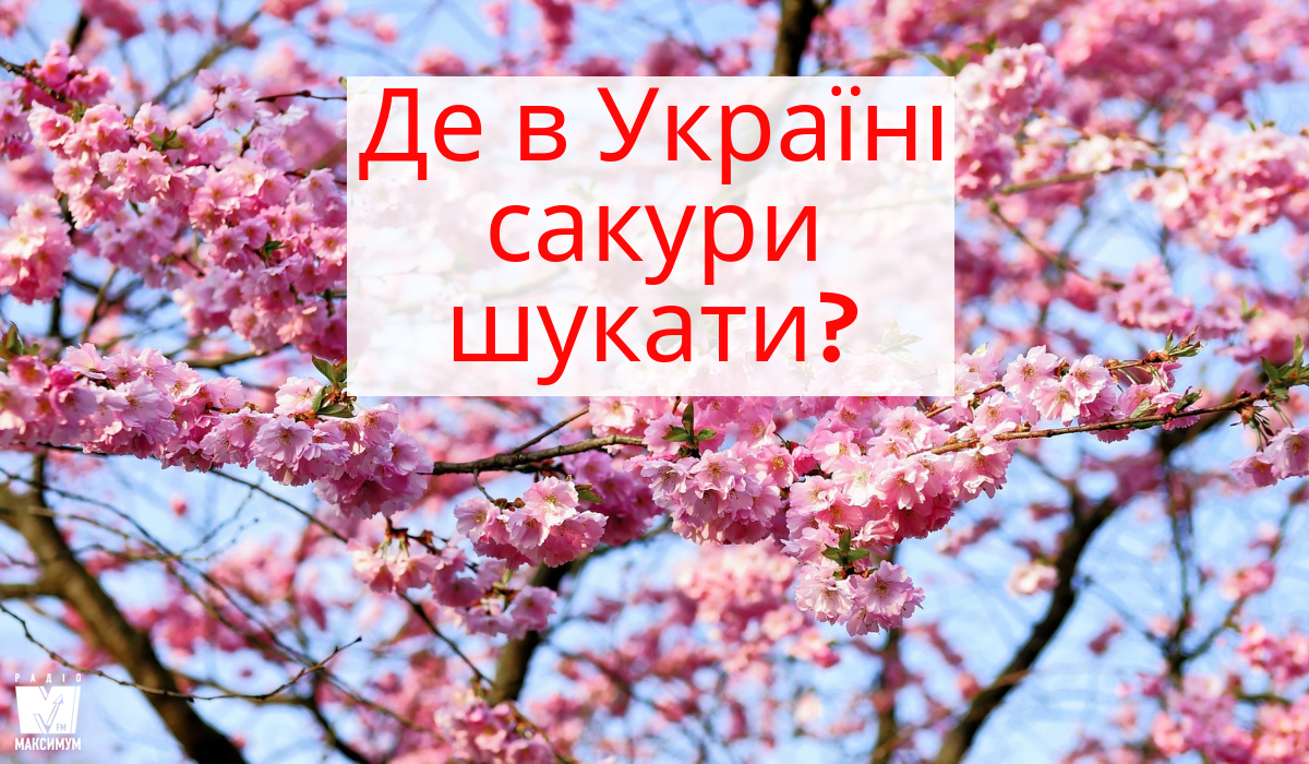 Сакури в України: коли і куди поїхати, щоб помилуватися цвітінням