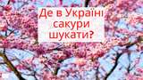 Сакури в України: коли і куди поїхати, щоб помилуватися цвітінням