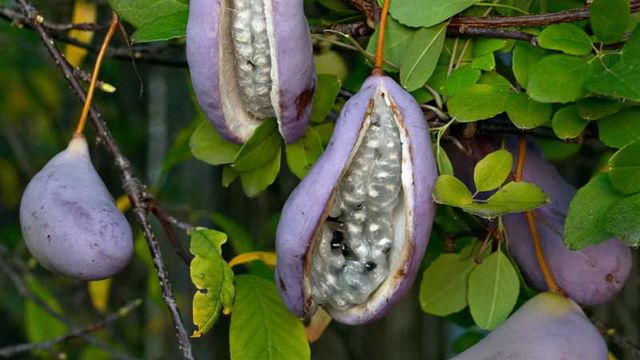 5 екзотичних фруктів, про які ви не чули - фото 322512