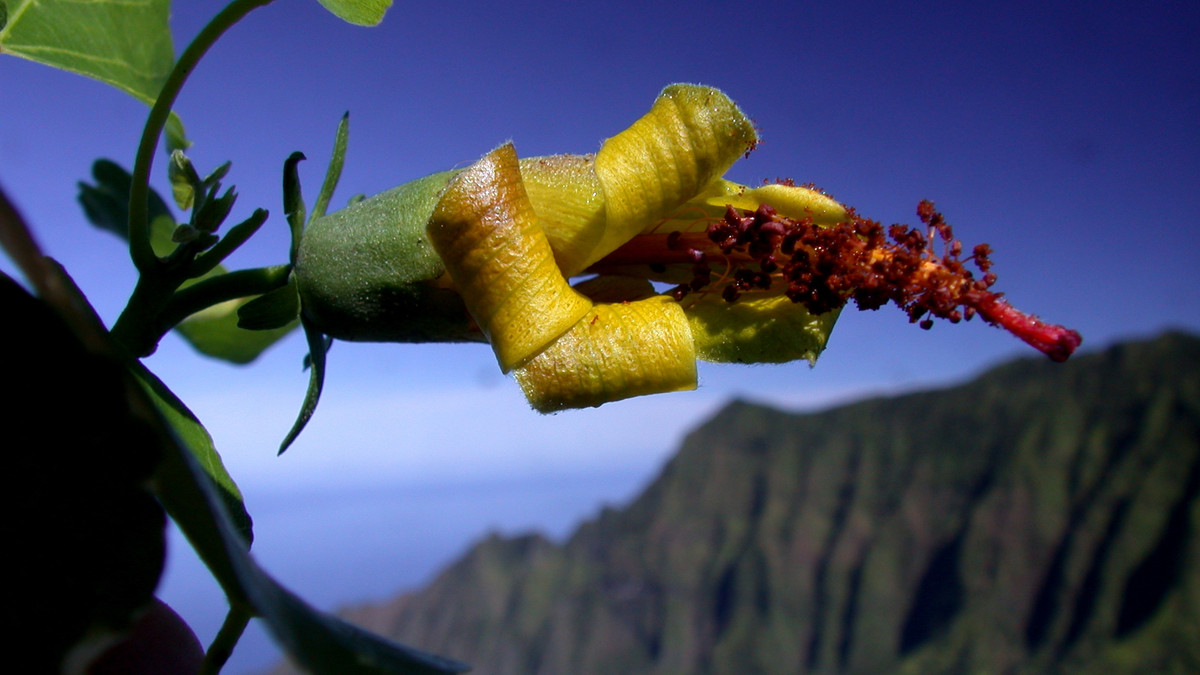 На Гаваях завдяки дрону виявили незвичайну квітку: відео - фото 1