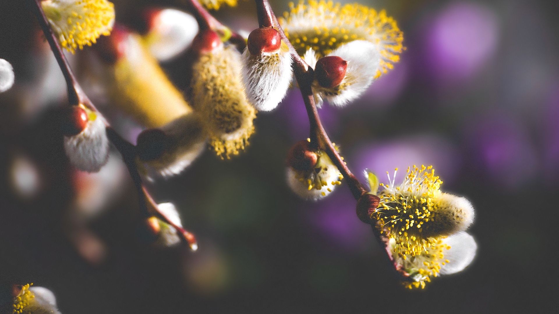 Що треба робити у Вербну неділю - фото 1
