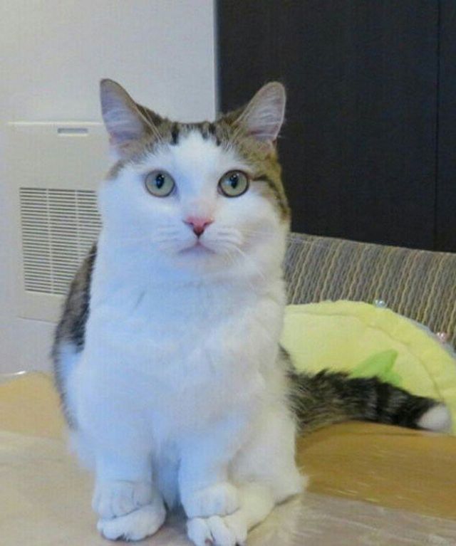 Коти, у яких щось пішло не так: епічні фото - фото 323281