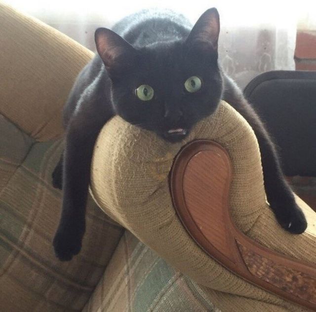 Коти, у яких щось пішло не так: епічні фото - фото 323283