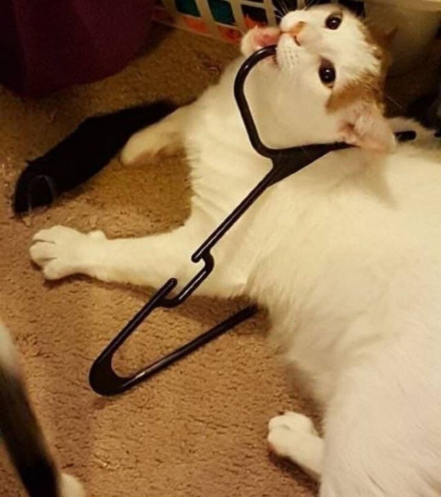 Коти, у яких щось пішло не так: епічні фото - фото 323285