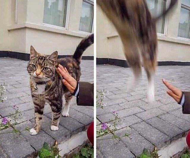 Коти, у яких щось пішло не так: епічні фото - фото 323294