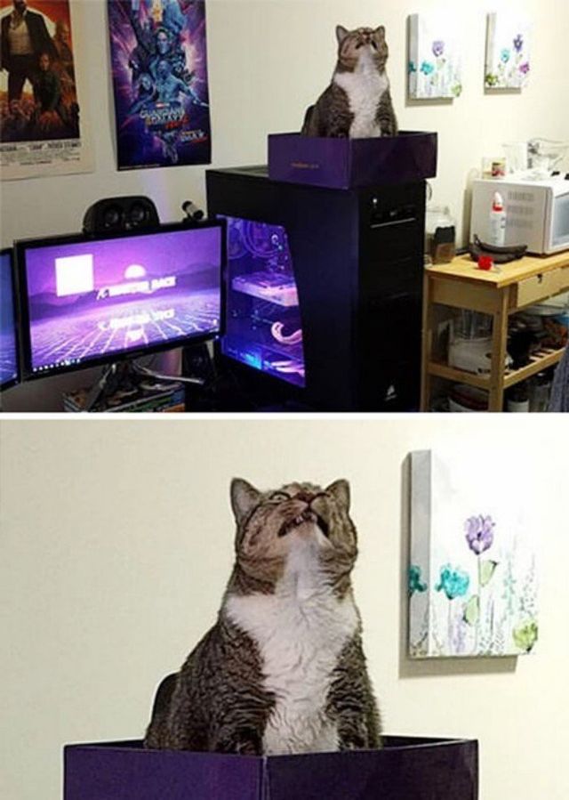 Коти, у яких щось пішло не так: епічні фото - фото 323295