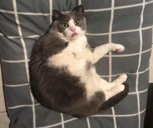 Коти, у яких щось пішло не так: епічні фото - фото 323296