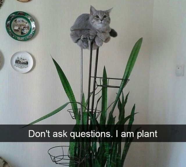 Коти, у яких щось пішло не так: епічні фото - фото 323299