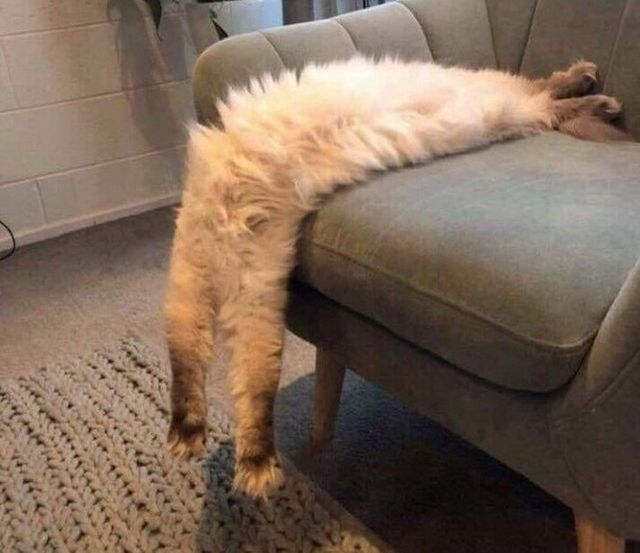 Коти, у яких щось пішло не так: епічні фото - фото 323300