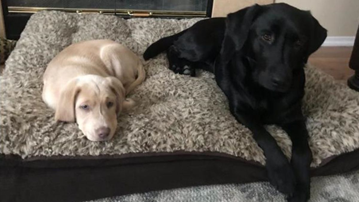 Як собака реагував на несподіваний подарунок - фото 1