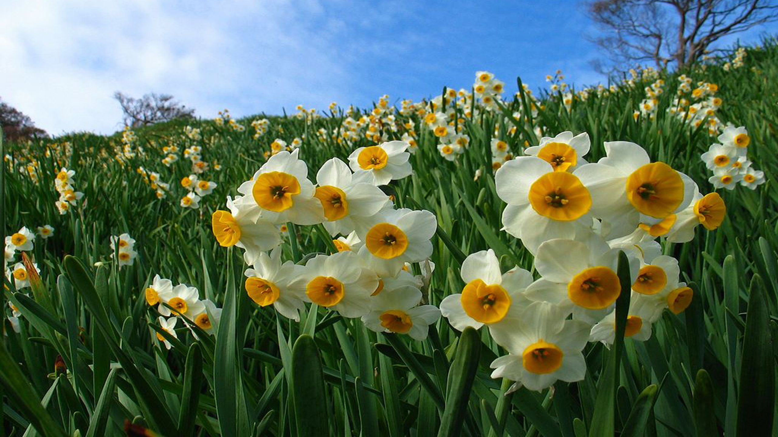 Чарівні нарциси у Карпатах - фото 1