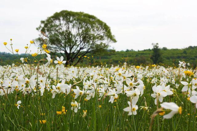У Карпатах розквітає Долина нарцисів: чарівні фото - фото 323398