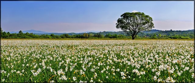 У Карпатах розквітає Долина нарцисів: чарівні фото - фото 323399