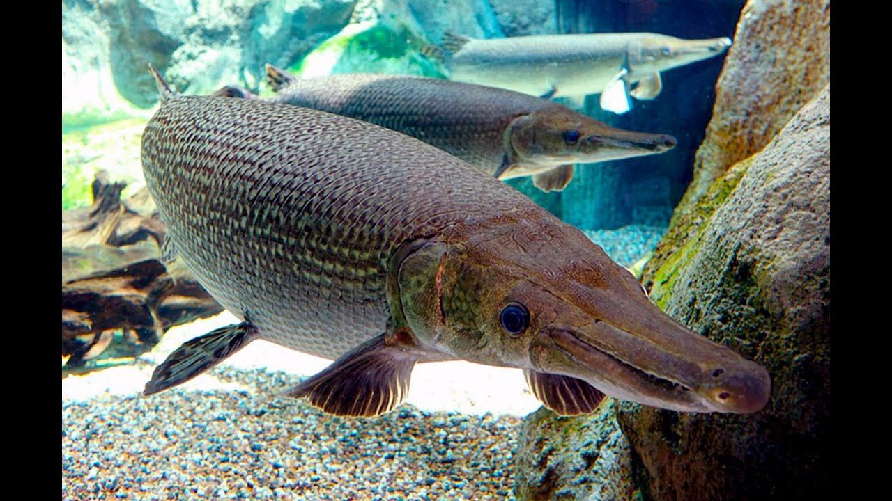 Американець зловив давню 2-метрову рибу: фотофакт