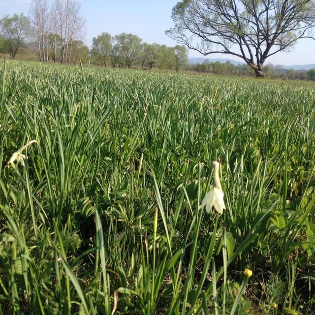 Нарциси - фото 323423