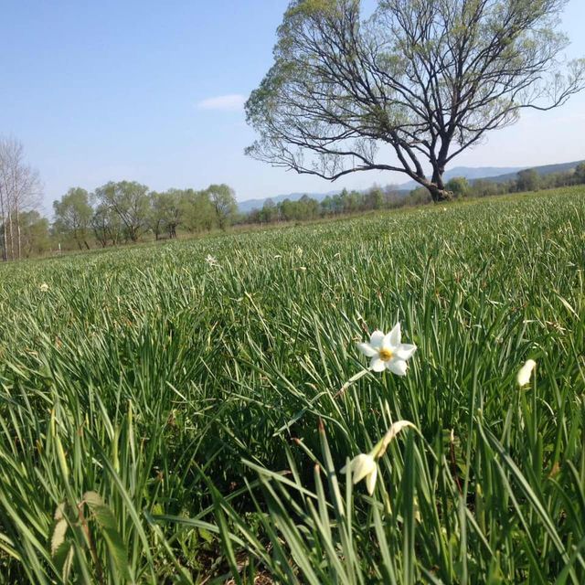 Нарцис - фото 323424