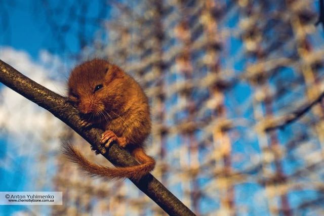 Ліскулька - фото 323539