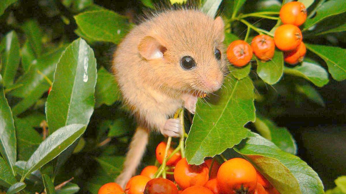 Рідкісного гризуна помітили в Чорнобилі - фото 1