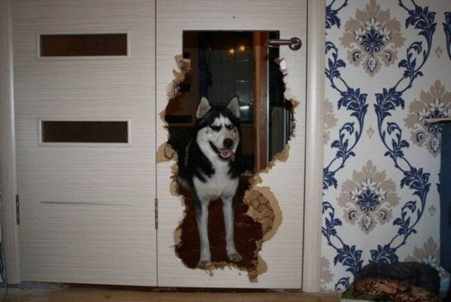 Що роблять собаки, коли нікого нема вдома: епічні фото - фото 323545