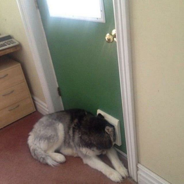 Що роблять собаки, коли нікого нема вдома: епічні фото - фото 323548