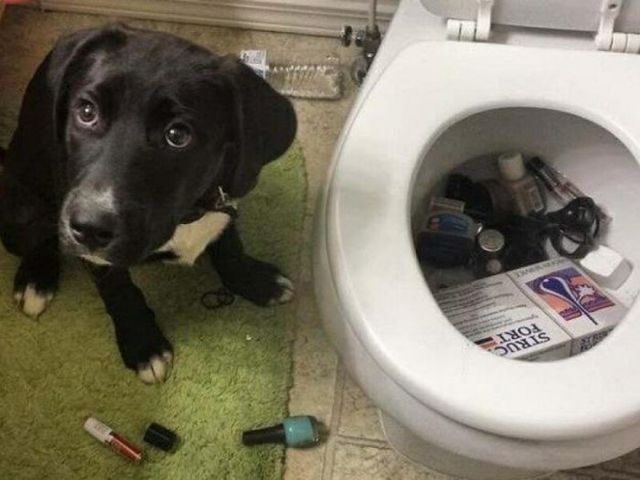 Що роблять собаки, коли нікого нема вдома: епічні фото - фото 323553