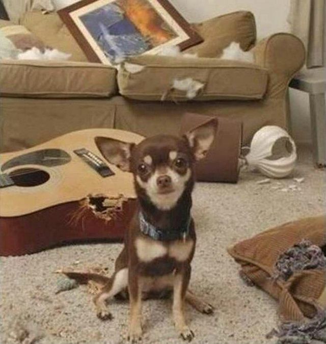 Що роблять собаки, коли нікого нема вдома: епічні фото - фото 323554