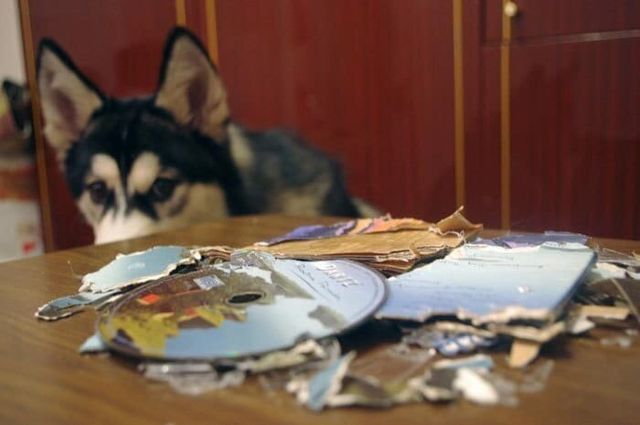 Що роблять собаки, коли нікого нема вдома: епічні фото - фото 323555