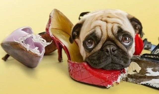 Що роблять собаки, коли нікого нема вдома: епічні фото - фото 323556