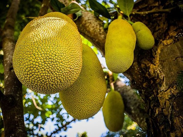 5 екзотичних фруктів зі всього світу, які варто спробувати - фото 324089