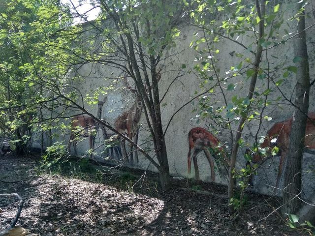 Природа перемагає бетони - фото 324111