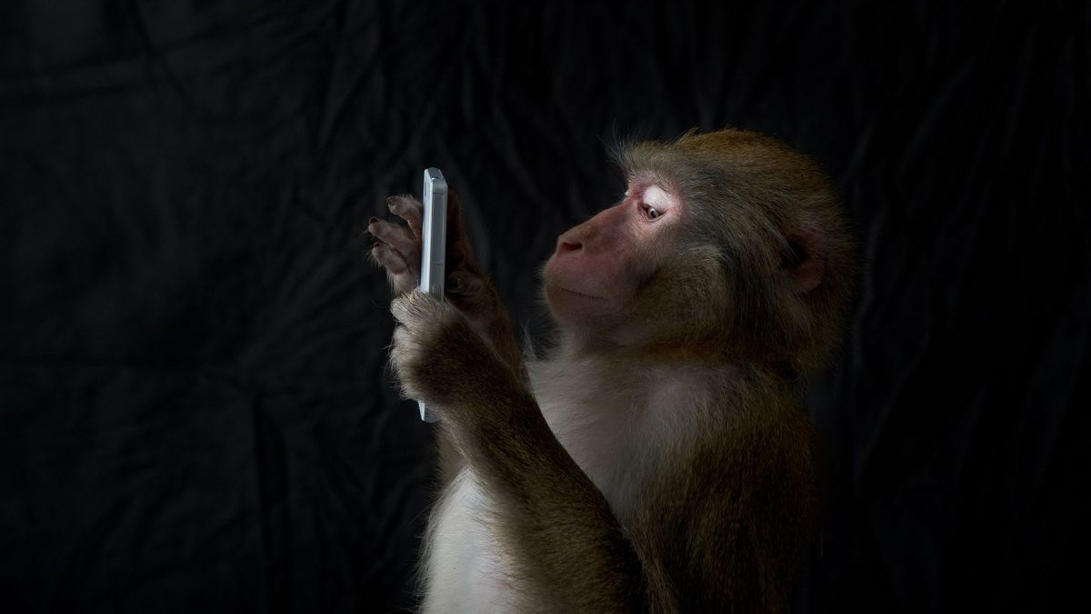 Мавпу навчили користуватися Instagram - фото 1