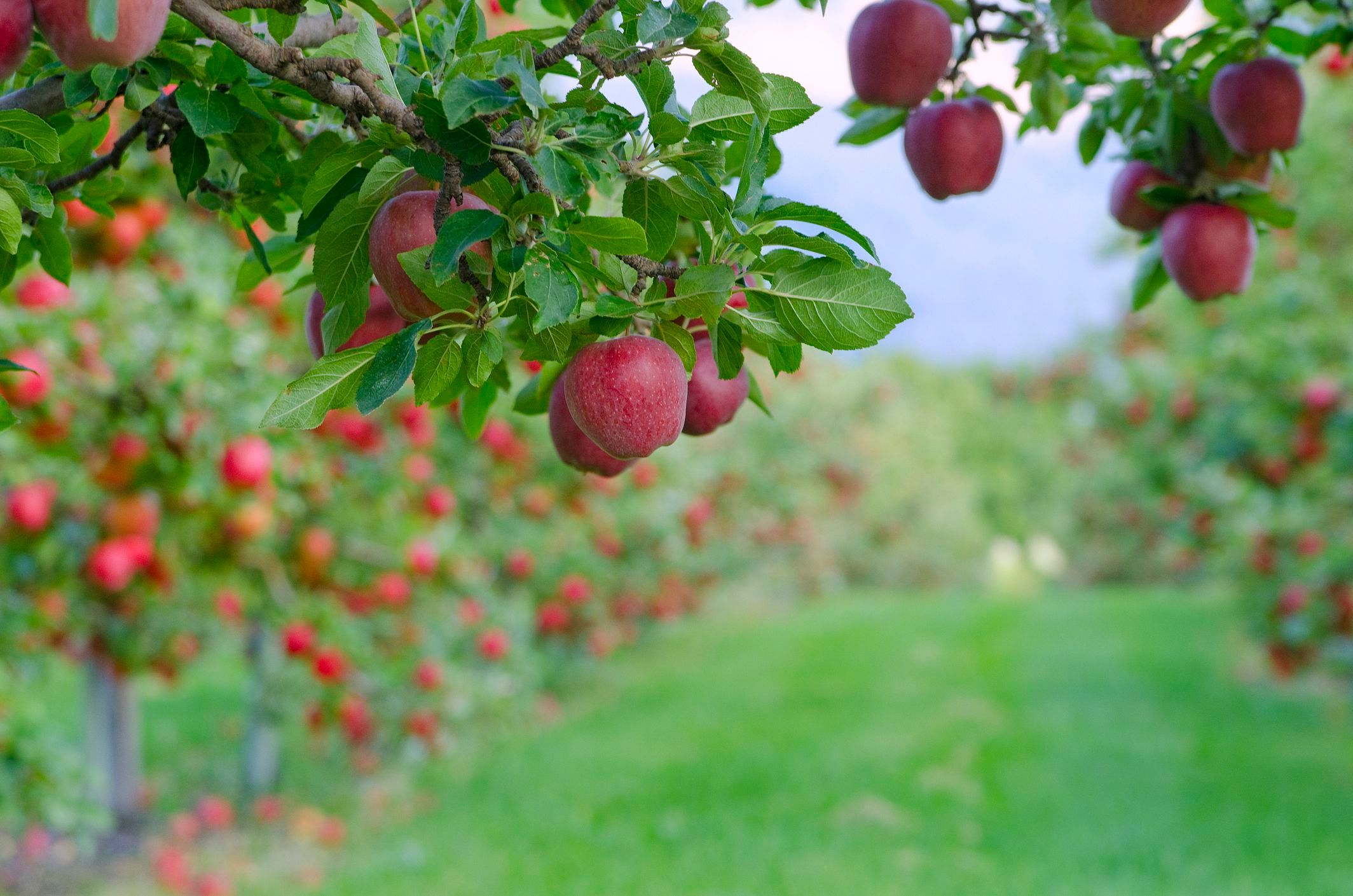 Лікарі розповіли, чому жінкам потрібно щодня їсти по два яблука