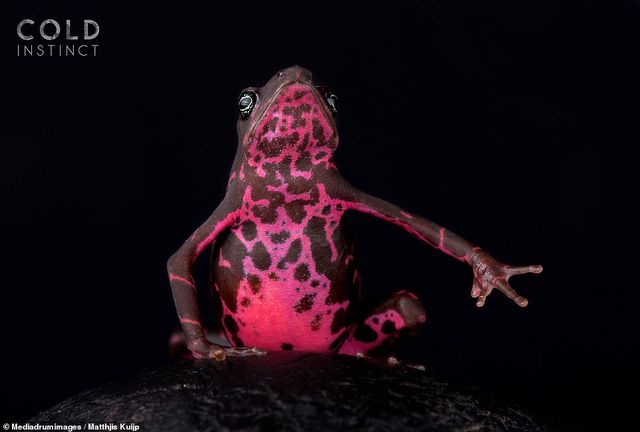 На межі вимирання: фотограф зняв надзвичайно рідкісних рептилій - фото 324397