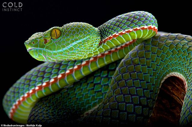 На межі вимирання: фотограф зняв надзвичайно рідкісних рептилій - фото 324404