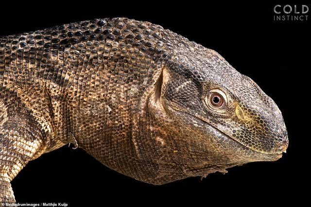 На межі вимирання: фотограф зняв надзвичайно рідкісних рептилій - фото 324406