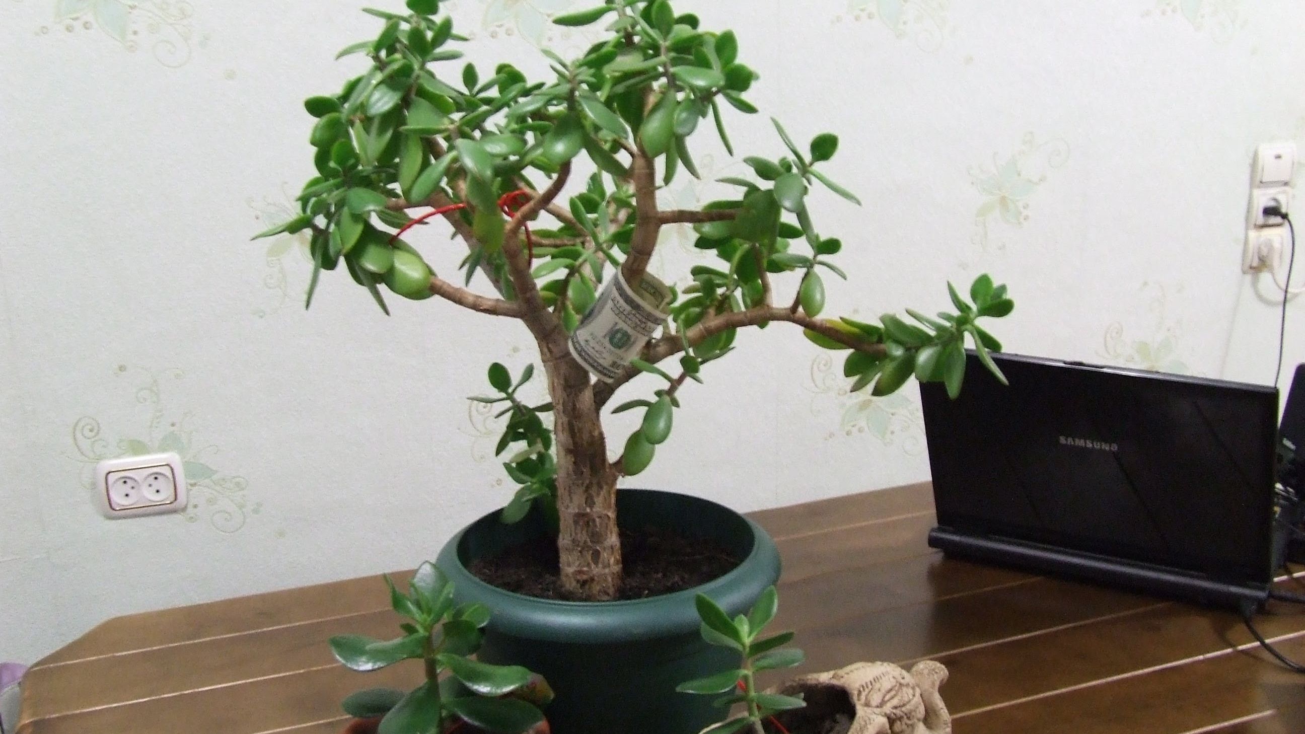 Грошове дерево: приваблюємо гроші правильно