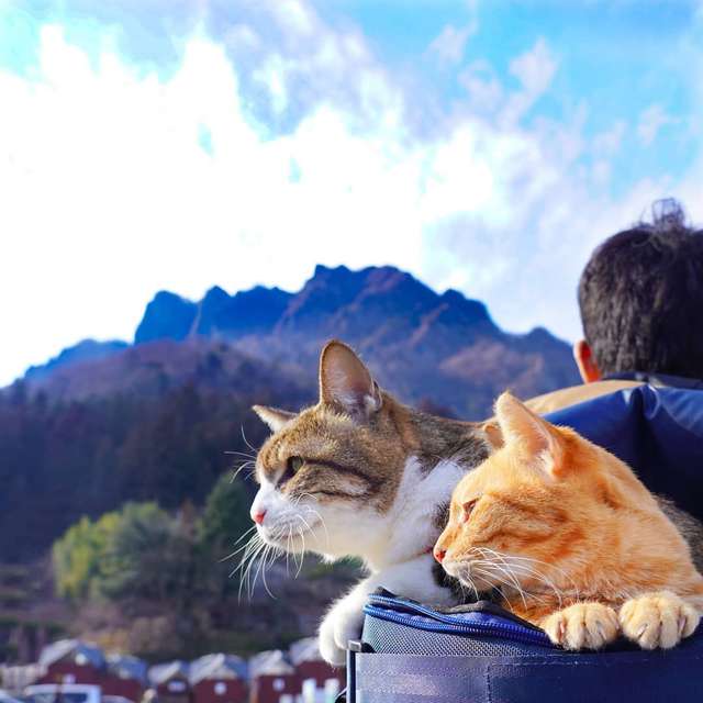 Японець подорожує країною з двома котами в рюкзаку - фото 324944