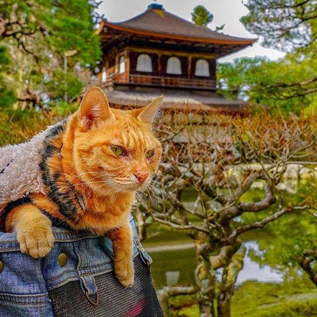 Японець подорожує країною з двома котами в рюкзаку - фото 324947