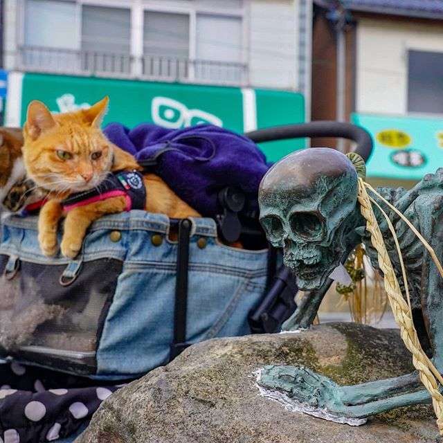 Японець подорожує країною з двома котами в рюкзаку - фото 324948