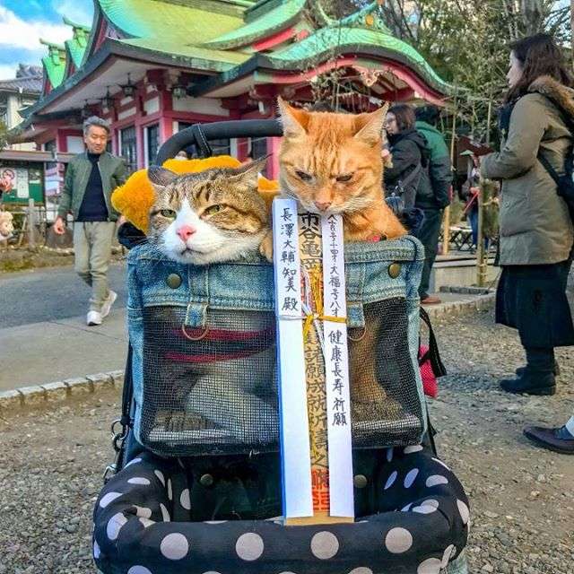 Японець подорожує країною з двома котами в рюкзаку - фото 324949