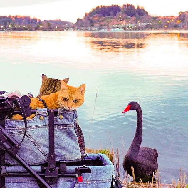 Японець подорожує країною з двома котами в рюкзаку - фото 324950