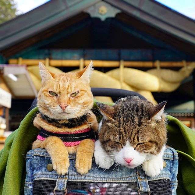 Японець подорожує країною з двома котами в рюкзаку - фото 324951
