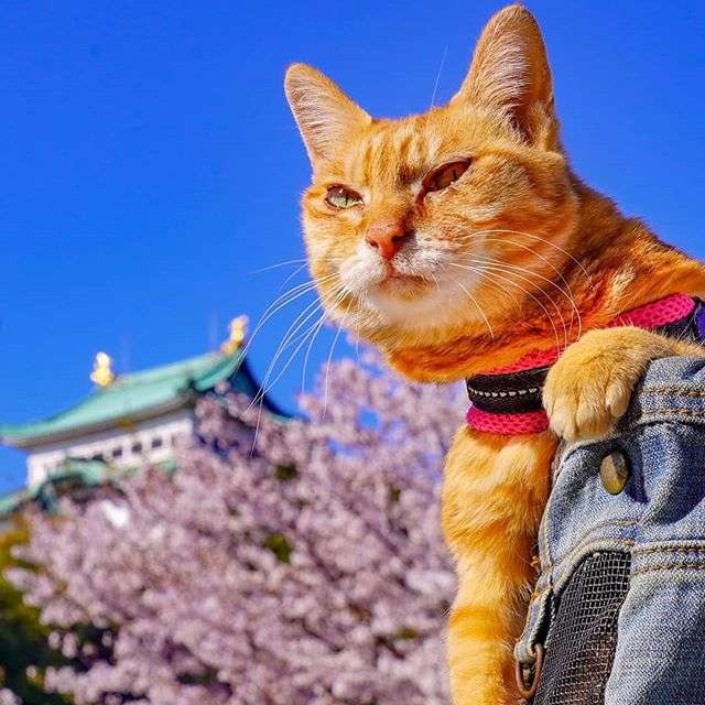 Японець подорожує країною з двома котами в рюкзаку - фото 324954